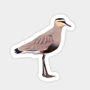 Sociable Lapwing illustration Sticker